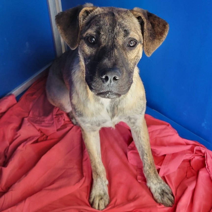 Rosie, an adoptable Mixed Breed in Las Cruces, NM, 88012 | Photo Image 5