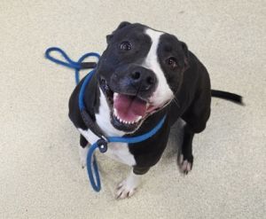 Jade, Adult Female Pit Bull Terrier
