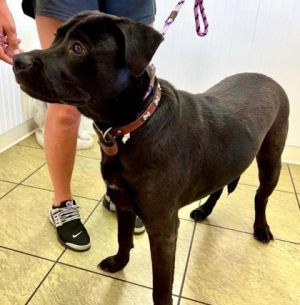 Buddy, Adult Male Labrador Retriever