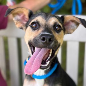 Lacy, Young Female German Shepherd Dog