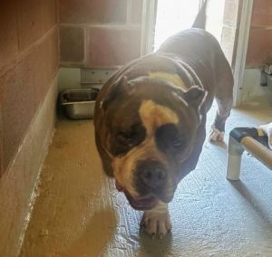 Soren, Adult Male English Bulldog