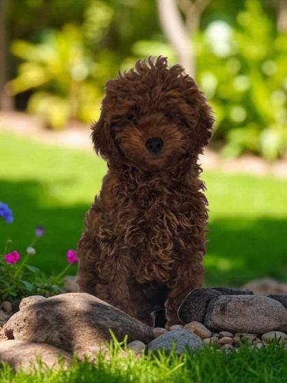 Odie