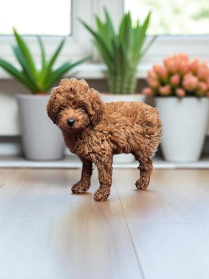Odie