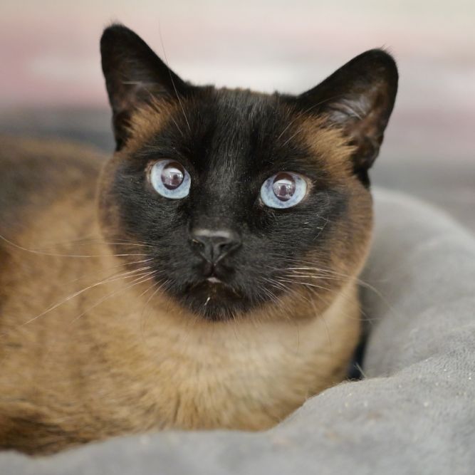 Mocha Cat OS NV