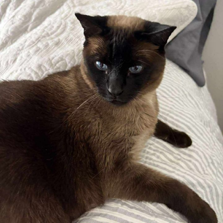 Mocha Cat OS NV 2