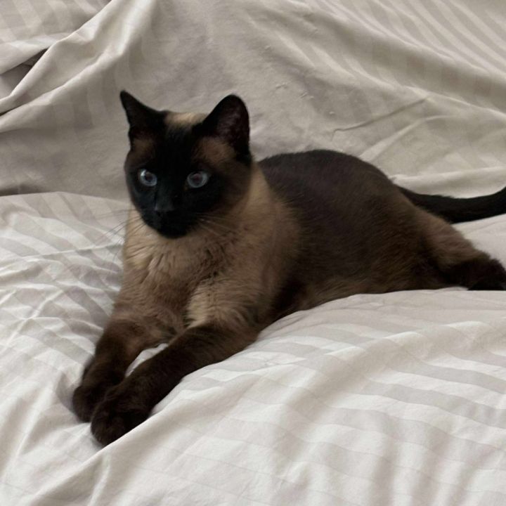 Mocha Cat OS NV 3