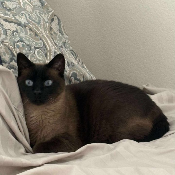 Mocha Cat OS NV 4