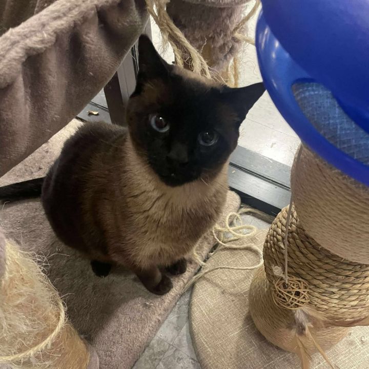 Mocha Cat OS NV 5