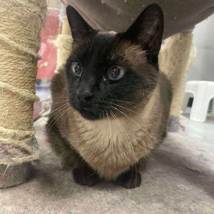 Mocha Cat OS NV 6