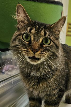 Cece 5500C, Adult Female Domestic Long Hair