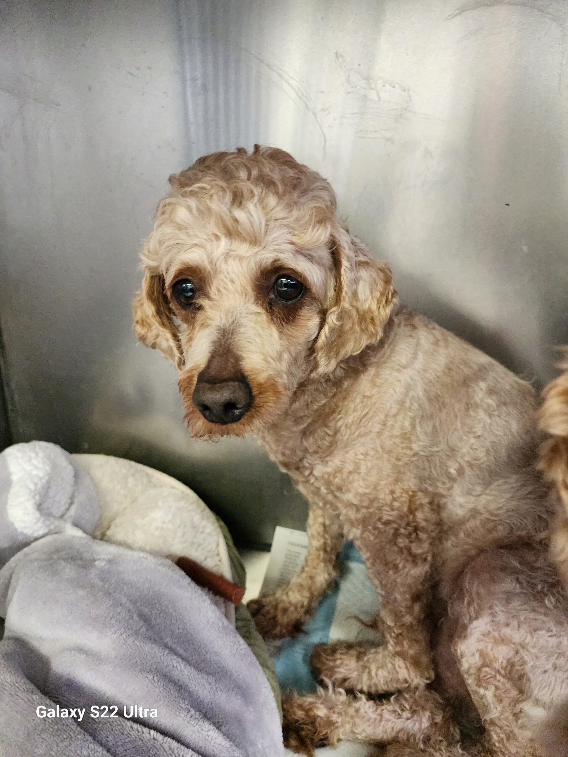 Finn 5490D, an adoptable Cavapoo in Frankfort, KY, 40601 | Photo Image 1