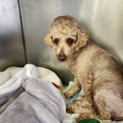 Finn 5490D, an adoptable Cavapoo in Frankfort, KY, 40601 | Photo Image 2