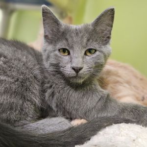 Grayson 5531C, Young Male Domestic Short Hair