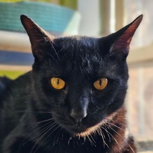 Shadow 5526C