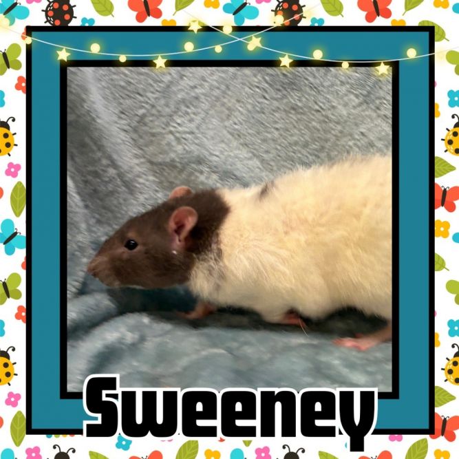 Sweeney