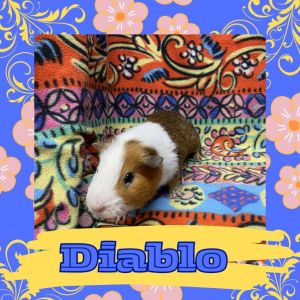 Diablo, Young Male Guinea Pig