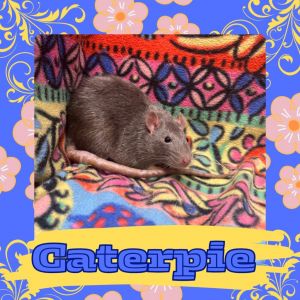 Caterpie, Baby Male Rat