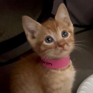 Storm, Baby Female Domestic Short Hair