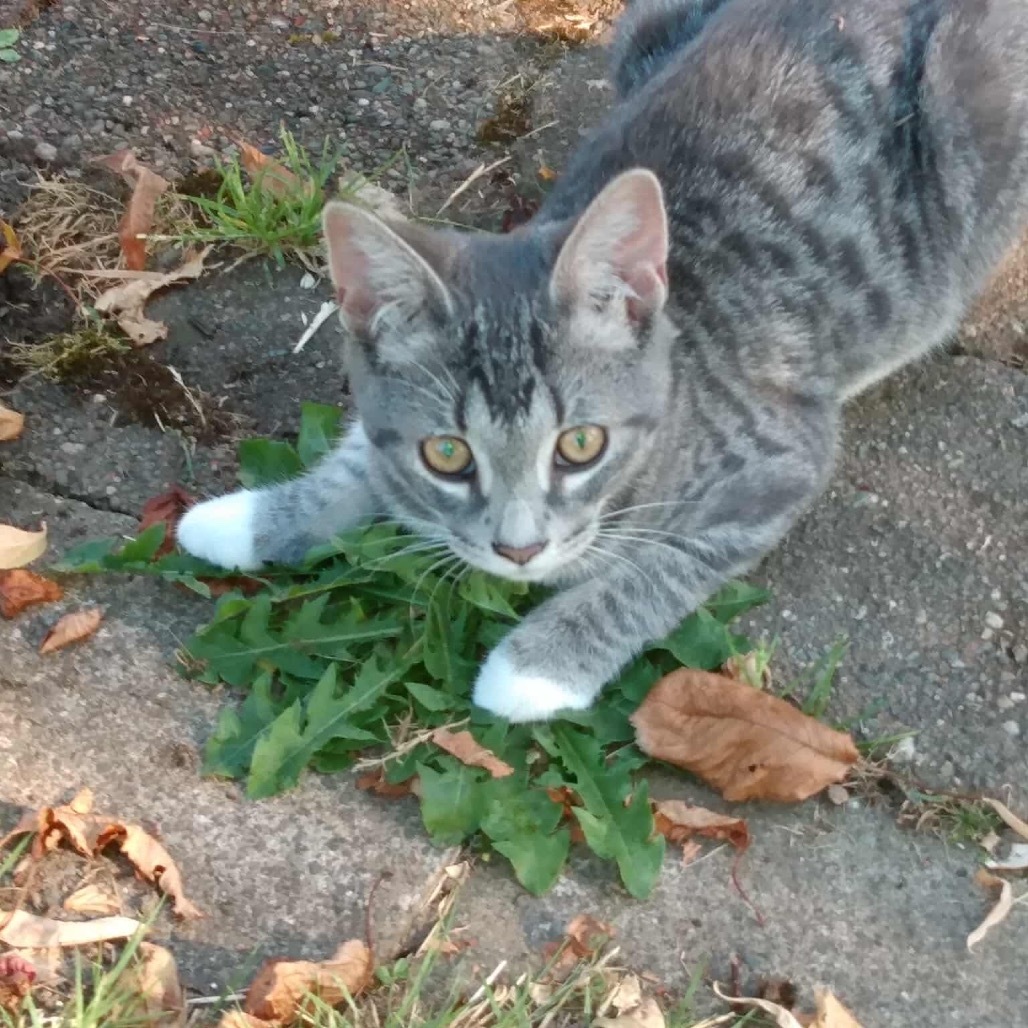 Blossom (Willa)