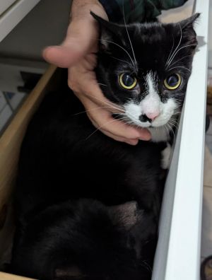 BARCODE, Young Male Domestic Short Hair