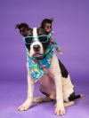 Oreo Junior photo 1