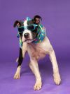 Oreo Junior photo 3