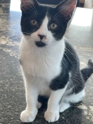 Parsley, Baby Female Domestic Short Hair