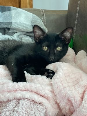 Sage, Baby Male Domestic Medium Hair