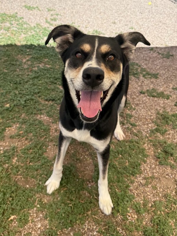 Aspen, an adoptable Mixed Breed in Great Falls, MT, 59405 | Photo Image 1