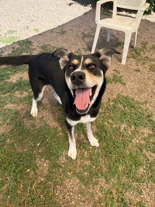 Aspen, an adoptable Mixed Breed in Great Falls, MT, 59405 | Photo Image 2
