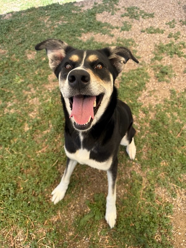 Aspen, an adoptable Mixed Breed in Great Falls, MT, 59405 | Photo Image 3