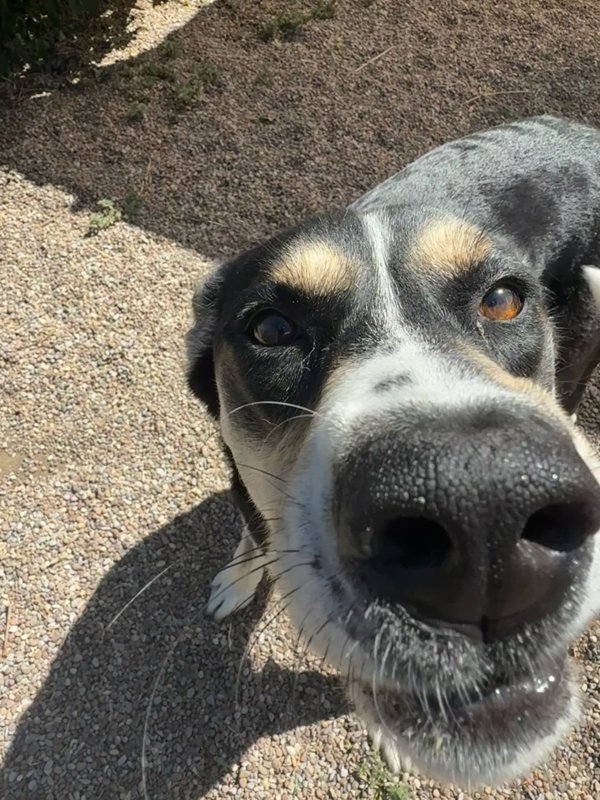 Aspen, an adoptable Mixed Breed in Great Falls, MT, 59405 | Photo Image 4
