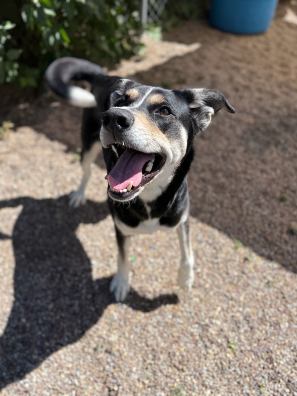 Aspen, an adoptable Mixed Breed in Great Falls, MT, 59405 | Photo Image 5