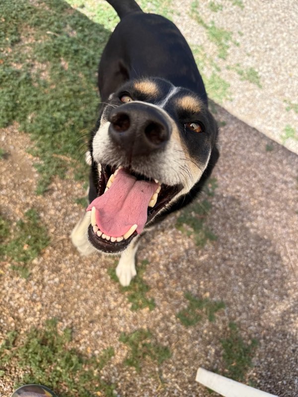 Aspen, an adoptable Mixed Breed in Great Falls, MT, 59405 | Photo Image 6