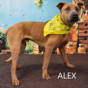 Alex, Adult Male Shepherd