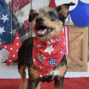 Missy, Senior Female Terrier