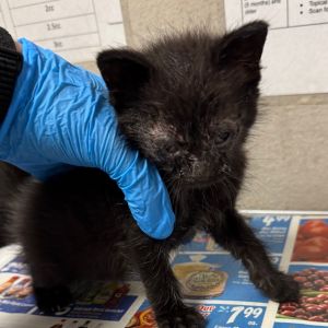 Mist, Baby Male Domestic Short Hair