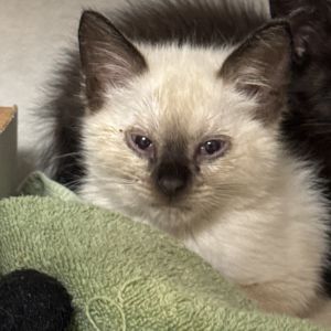 Percy, Baby Male Domestic Short Hair