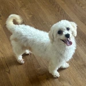 Jane, Adult Female Havanese