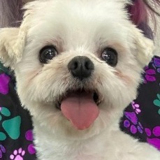 Renata, Adult Female Maltese