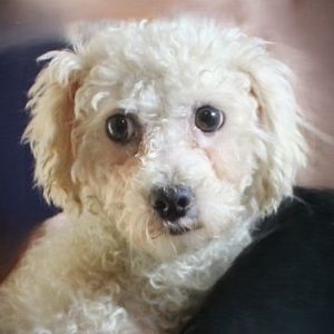 Samara, Adult Female Bichon Frise