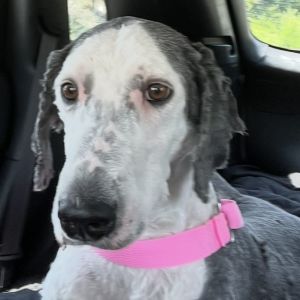 Macy, Adult Female Sheep Dog