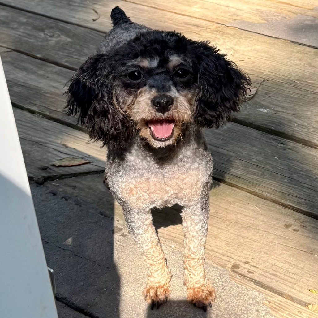 Penny