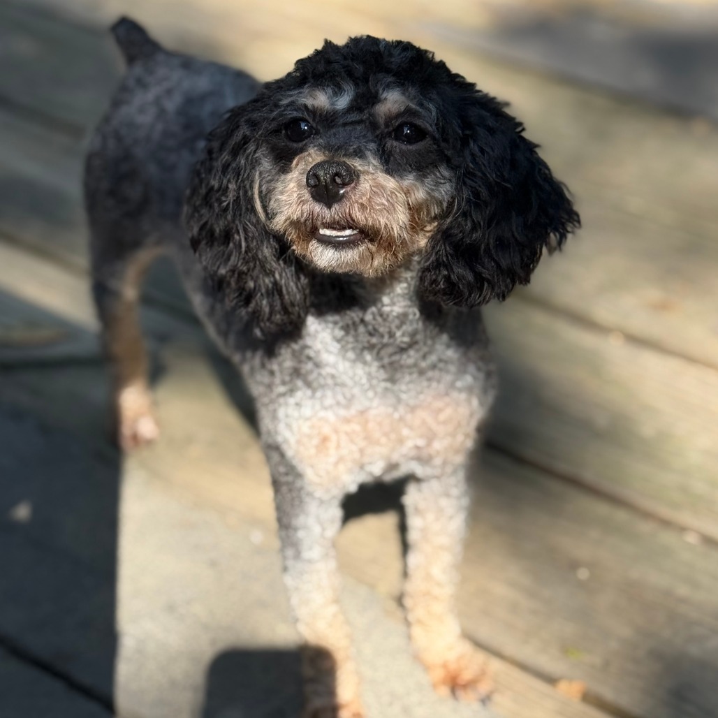 Penny
