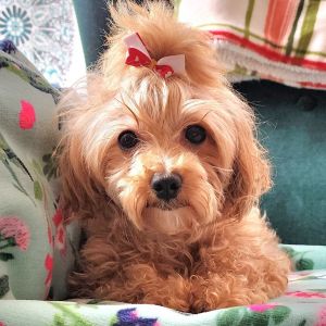 Kayla, Adult Female Maltese