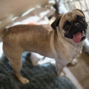 Turbo, Adult Female Pug