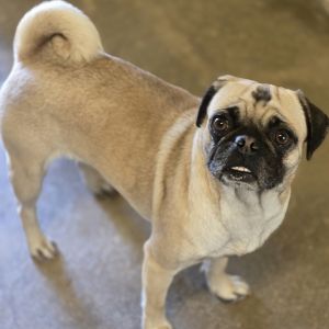 Dottie, Adult Female Pug