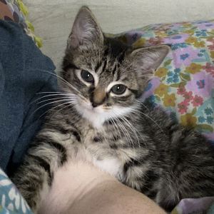 I am a super chill kitten I love to have fun and then cuddle up to sleep with you I