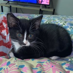 I am a super playful boy I love to talk and will tell you when I want food or love