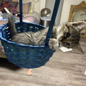 Lilo Domestic Short Hair Cat
